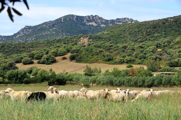 Wall Mural - Herd of Sheep on the green grass near the Sea Coast. Sardinia, Italy