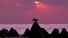 Silhouette Of A Cormorant Bird At Sea Sunrise. Sea Sunrise Scene.