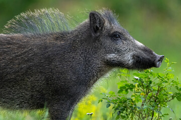 Wall Mural - Young wild boar closeup at summer