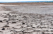 Dry cracked salty silt in the upper Kuyalnik estuary, Ukraine