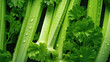 Green celery with waterdrops close-up