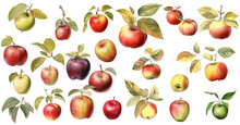 Set Of Various Apples, PNG. Apple With Leaf, Generative AI	
