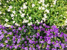 Dalmatian, Adria Bellflower, Campanula Portenschlagiana. Purple White Flower Texture Background. Potted Plants