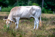 a white cow for the branches on the heath