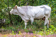 a white cow for the branches on the heath