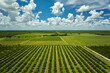 Orange grove in Florida rural farmlands with rows of citrus trees growing on a sunny day
