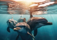 Bottlenose Dolphins Are Aquatic Mammals