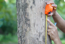 Close Up Hands Hold Measuring Tape To Measure Trunk Of Tree To Analysis And Research About Growth Of Tree. Concept, Forest Valuation. Conservation Of Environment. 