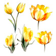 set of yellow tulip flower watercolor