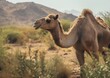 A camel is an even-toed ungulate