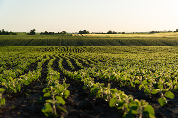 Wall Mural - Beautiful lines with small soybean sprouts. Sprouts of soybeans grow in the field in black soil. Soybean field at sunset