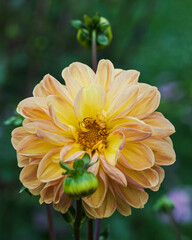 Wall Mural - Beautiful close-up of an orange dahlia