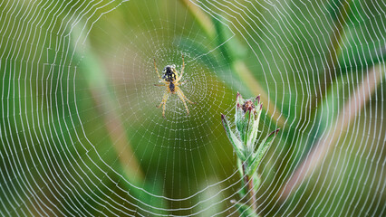 Spider's web in the early morning dew