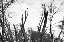 Broken Trees In Park After Air Attack, Kyiv, Ukraine, Monochrome. Bare Trunks After Blast Wave. Damaged Parkland After Missile Explosion. War In Ukraine. Russian Aggression Concept. Destroyed Nature.