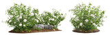 Fototapeta Las - Cutout flowering bush isolated on transparent background. White rose shrub for landscaping or garden design.	

