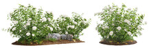 Cutout Flowering Bush Isolated On Transparent Background. White Rose Shrub For Landscaping Or Garden Design.	

