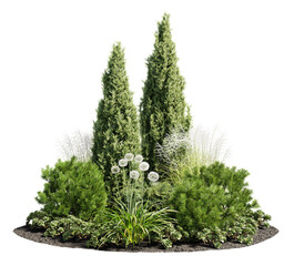 Wall Mural - Cutout flowerbed. Cedar tree isolated on transparent background. Flower bed for garden design. Luxurious foliage of green bushes and shrubs for landscaping