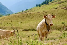 Cows Of On Pasture On The Mountain Slopes Of French Pyrenees, Tourmalet, France. Beige Cow Looking At Camera