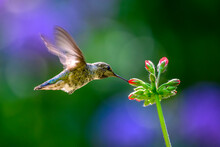 Anna's Hummingbird And Flower Buds