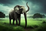 Fototapeta Zwierzęta - elephant in the wild
