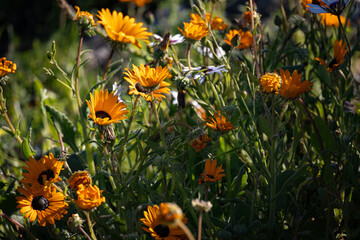 Wall Mural - wild orange flowers