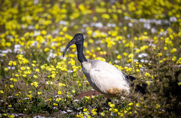 Wall Mural - Sacred Ibis in colorful wild flowers