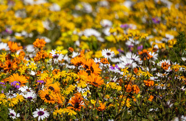 Wall Mural - field of wildflowers