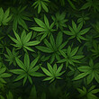 Cannabis Blätter Hintergrund - KI generiert