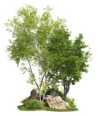 Wall Mural - group of trees among the rocks. cutout trees isolated on transparent background. landscape of green 