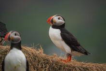 Atlantic Puffin Portrait On Cloudy Day With Soft Light On Iceland