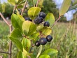 Black chokeberry fruits - Viking variety