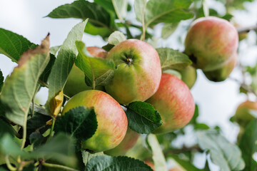 Wall Mural - Red apples ripen in garden