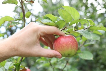 Poster - Hand plucks a red apple in the garden