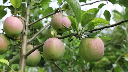 Canvas Print - Red apples ripen in garden