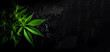 Cannabisblatt vor Dunkeln Wand