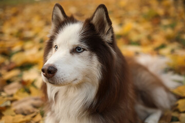 Wall Mural - Cute Husky dog in autumn park, closeup