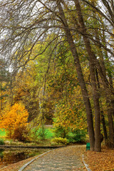 Wall Mural - View of beautiful autumn park with alley and trees