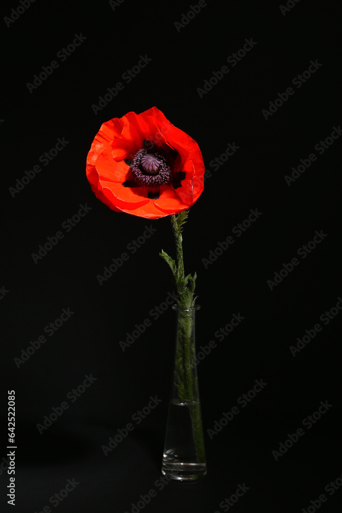 Glass vase with beautiful poppy flower on black background