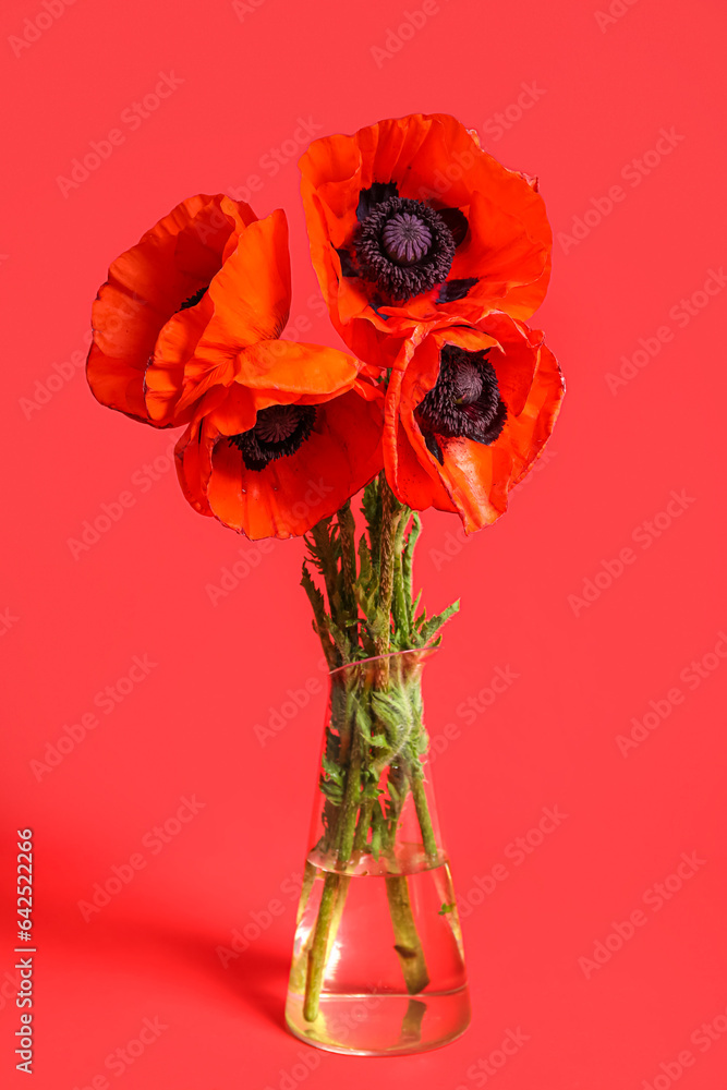 Glass vase with beautiful poppy flowers on red background