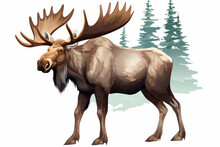 Moose With Antlers On A White Background