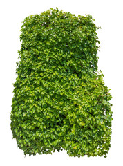 Wall Mural - Cut out green hedge. Bush in summer isolated on transparent background.. Green shrub with lush foliage