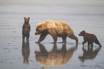 Wall Mural - Alert Standing Brown Bear Cub Next toMom as She Digs Clams