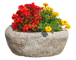 Wall Mural - flowers in pot. red and yellow flowers isolated on transparent background. colorful bouquet of flowe