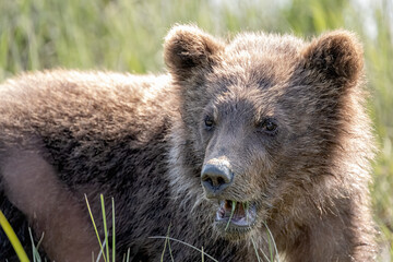 Canvas Print - Brown Bear Cub Eating Grass