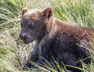 Wall Mural - Huggable Brown Bear Cub