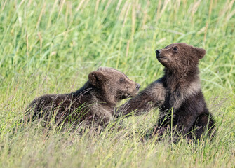 Wall Mural - Fighitng Brown Bear Cubs