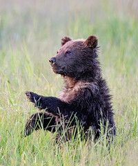 Canvas Print - Brown Bear Cub as Conductor