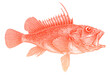 Offshore rockfish pontinus kuhlii in side view, marine fish from Eastern Atlantic