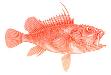 Offshore Rockfish Pontinus Kuhlii In Side View, Marine Fish From Eastern Atlantic