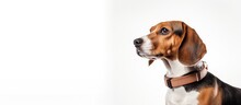 A Cute Beagle Dog With A Collar Seen From The Side Isolated On A White Background
